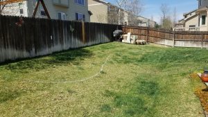 Grassy backyard with fence