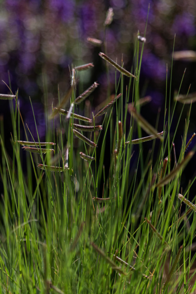 close up of blue grama grass in garden