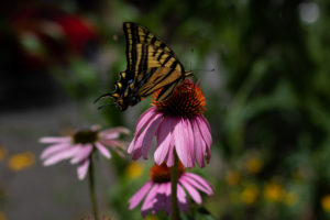 butterfly on pink coneflower