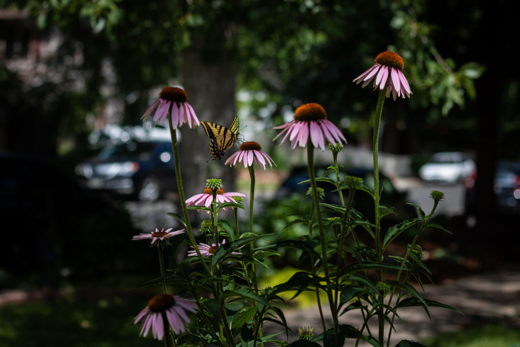 pink coneflower with butterfly and green foliage