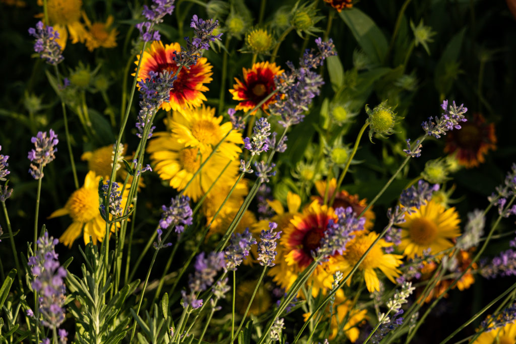 close up of yellow, orange, and purple flowers