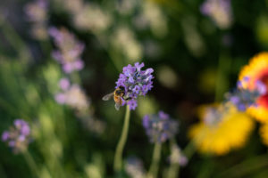 bee landed on small purple flower in garden