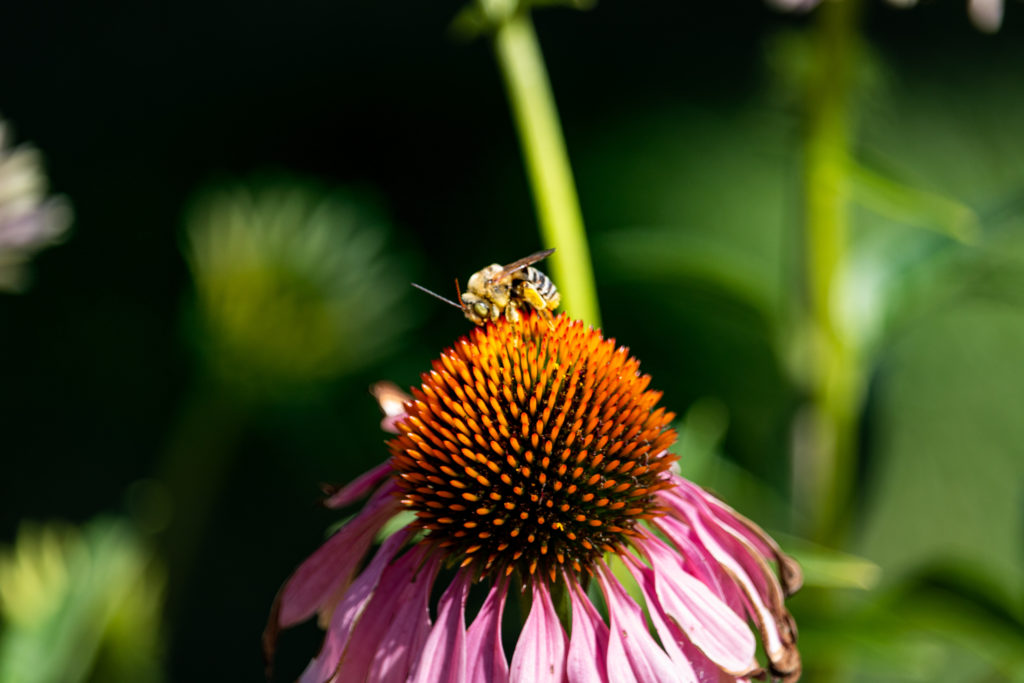 close up of native Colorado bee on pink coneflower