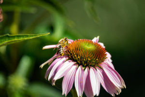 close up of bee on pink coneflower