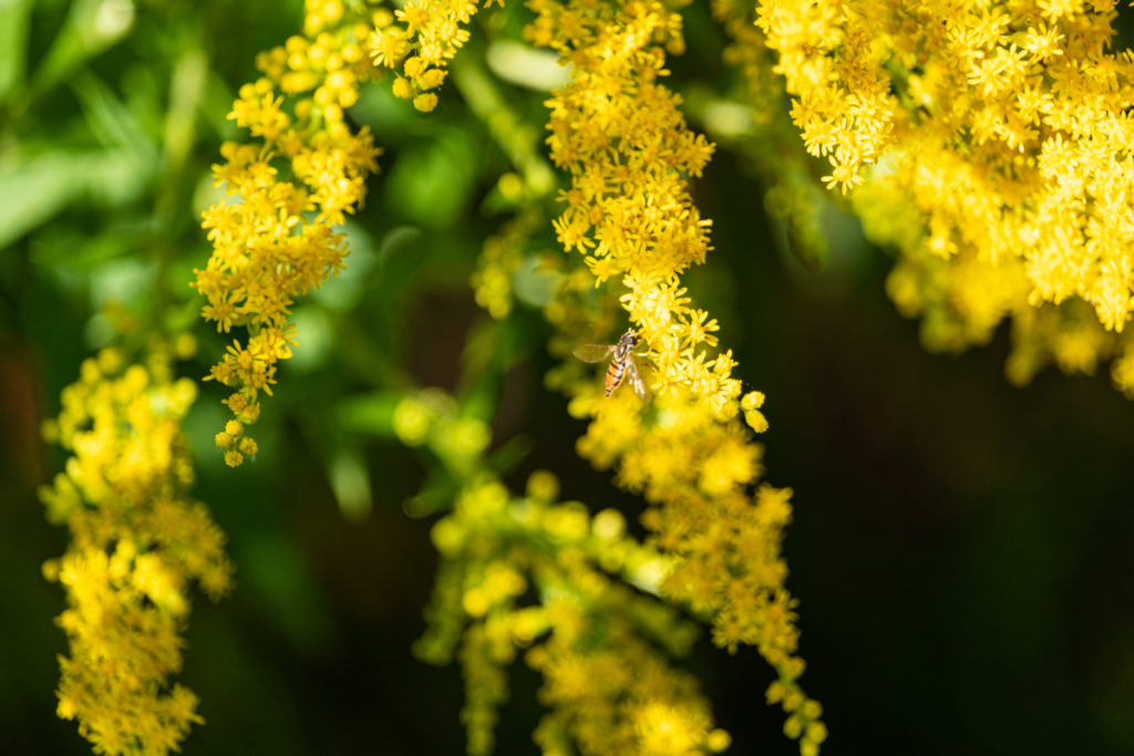 close up of yellow goldenrod flower