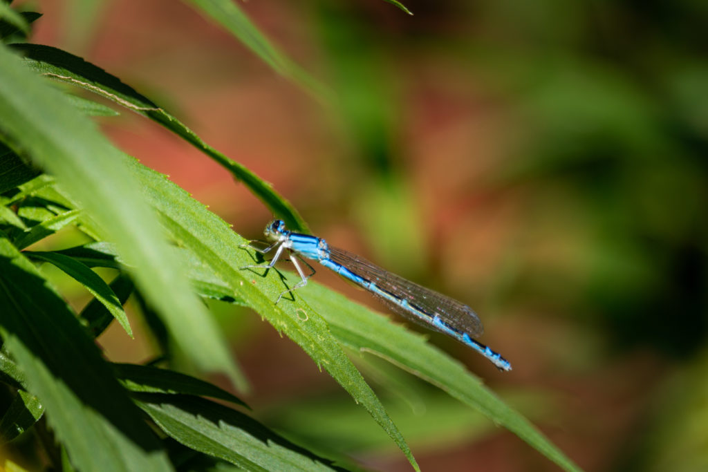blue dragonfly on green plant foliage