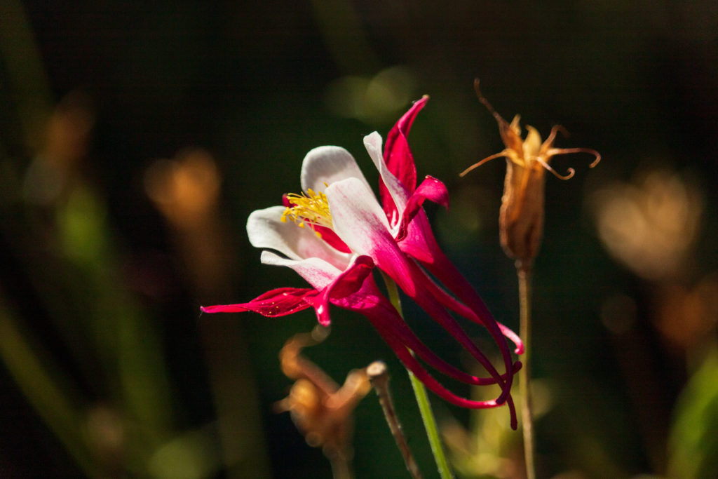 close up of red and white columbine flower