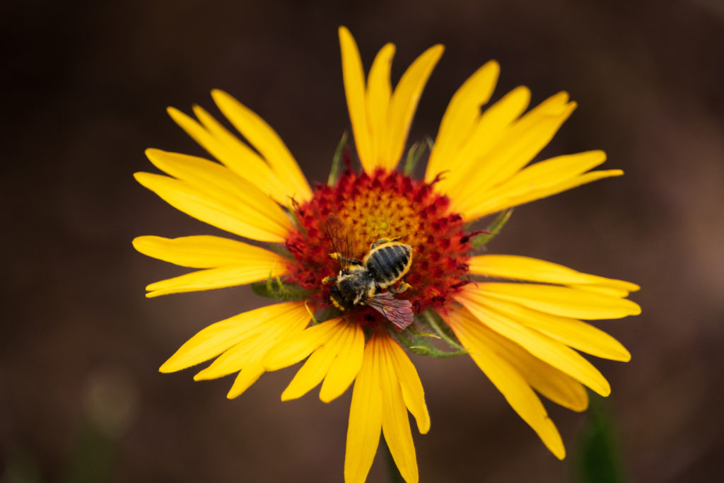 bee resting on yellow flower
