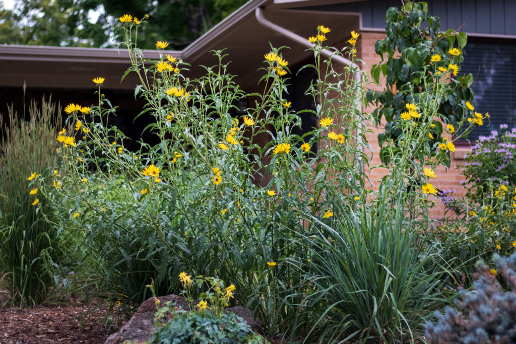 yellow flower in garden with boulders and mulch