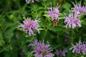 bee on pink bee-balm plant