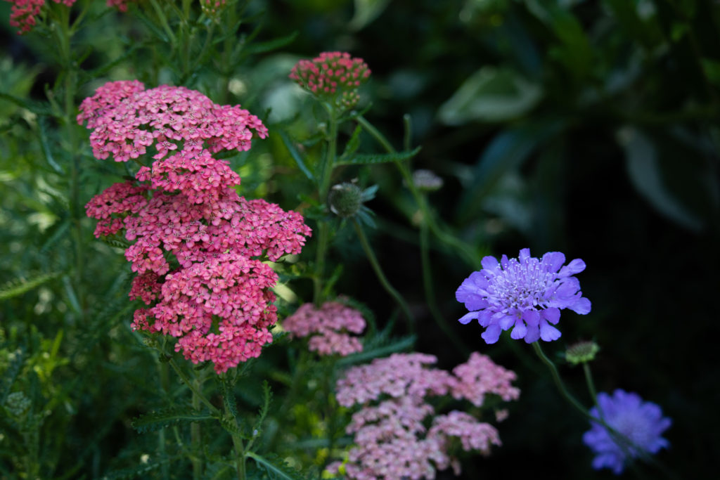 close up of pink and purple flowers with green foliage
