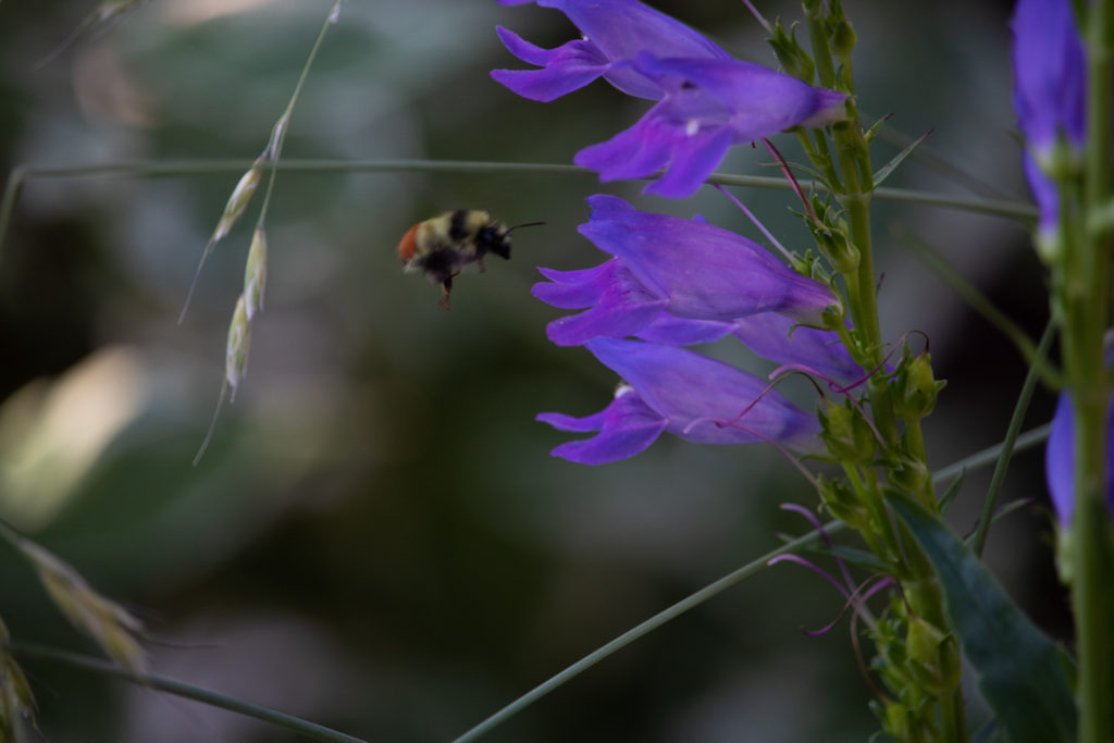 bee landing on purple flower