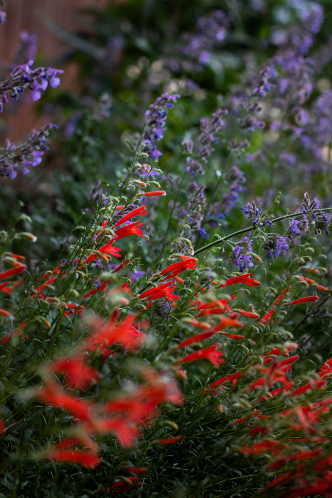 red and purple perennial flowers