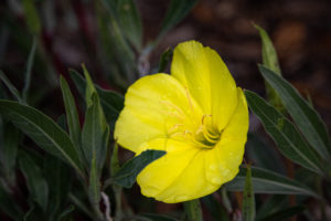 yellow flower close up with green foliage