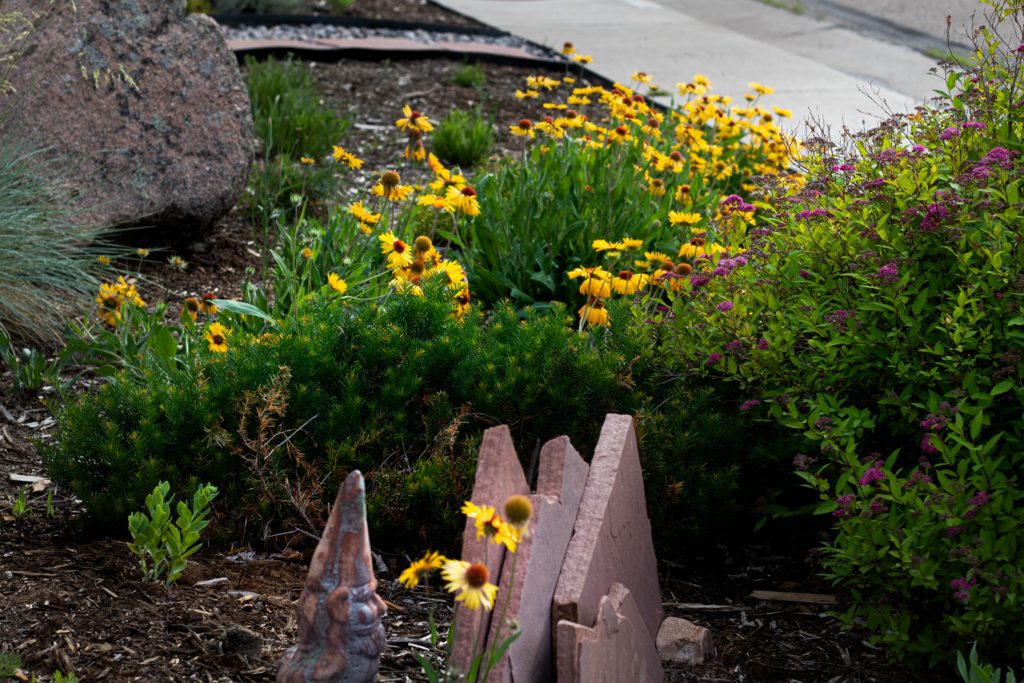 yellow flowers, green foliage, and rocks in mulched garden