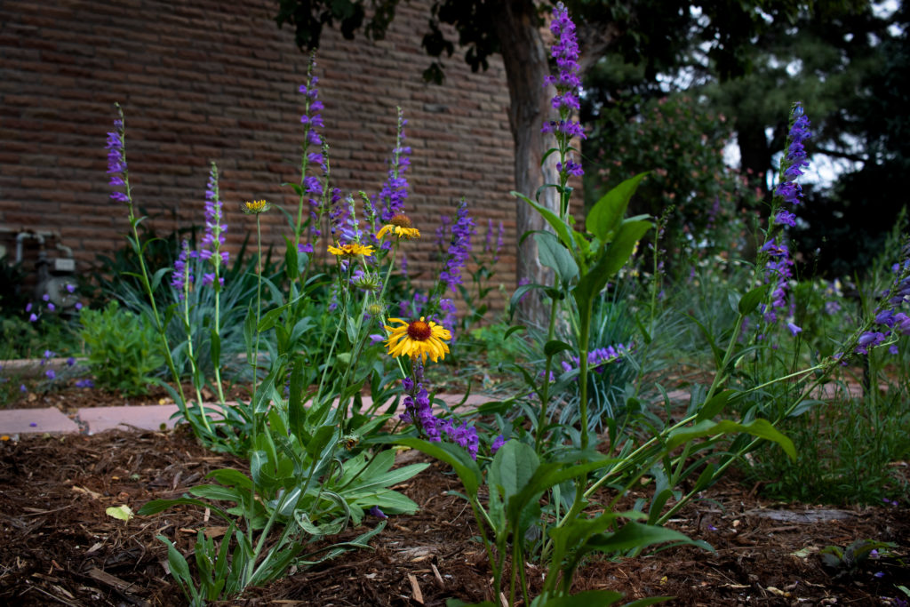 purple and yellow plants mulched with green foliage