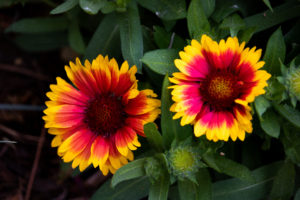 close up of native red and yellow blanket flower