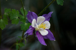 close up of purple and white Rocky Mountain Columbine
