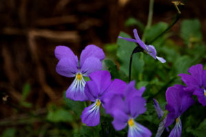 close up of purple violet flowers