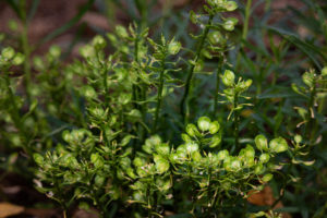close up xeric plant with green foliage