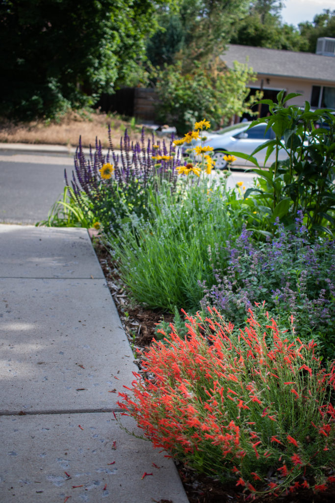 xeric plants, green, red, and purple, lining house sidewalk