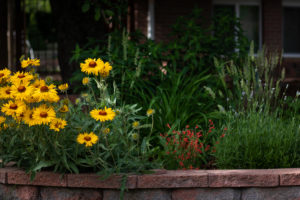 native Colorado blanket flower and other xeric plants on brick ledge