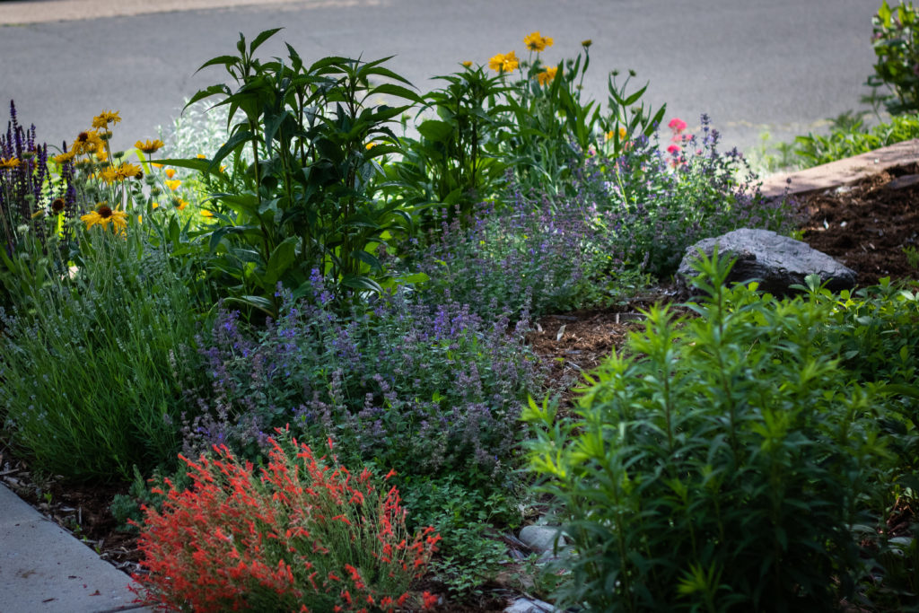 colorful xeric perennials in front yard with mulch and boulders