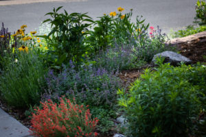 colorful xeric perennials in front yard with mulch and boulders