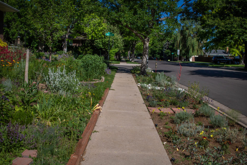 Sidewalk with garden blooming in yard and sidewalk strip