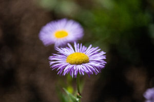 Close up of purple aster
