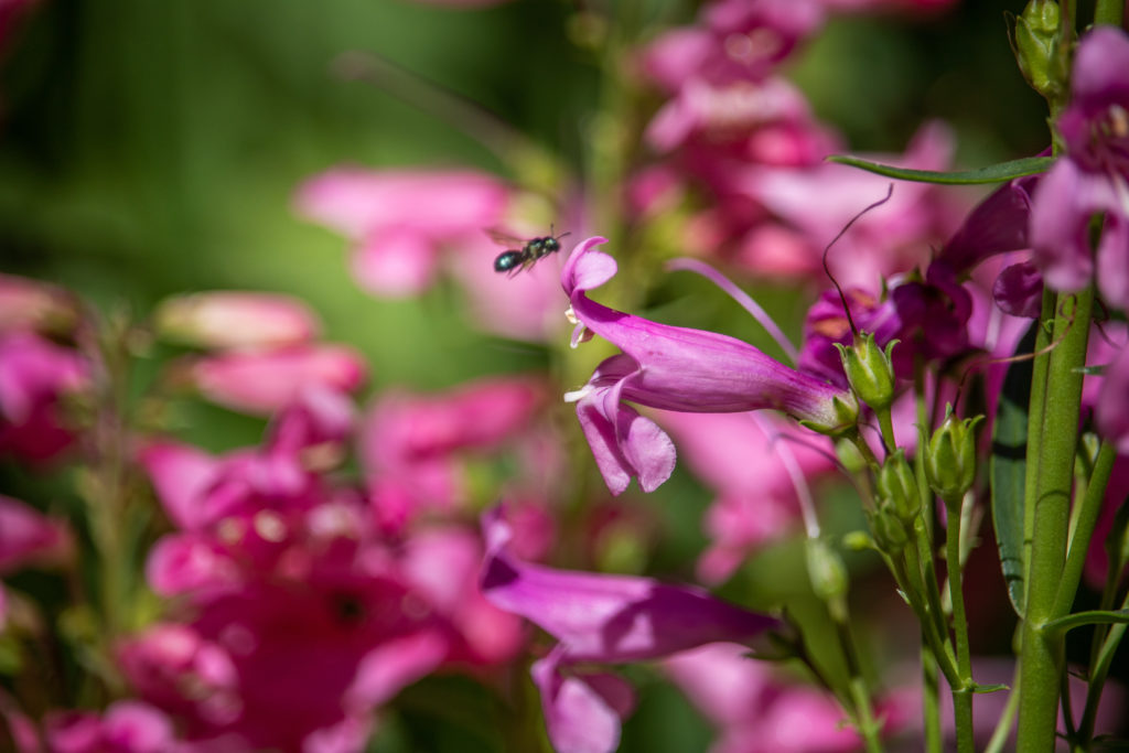 Close up of native bee flying towards pink flowers