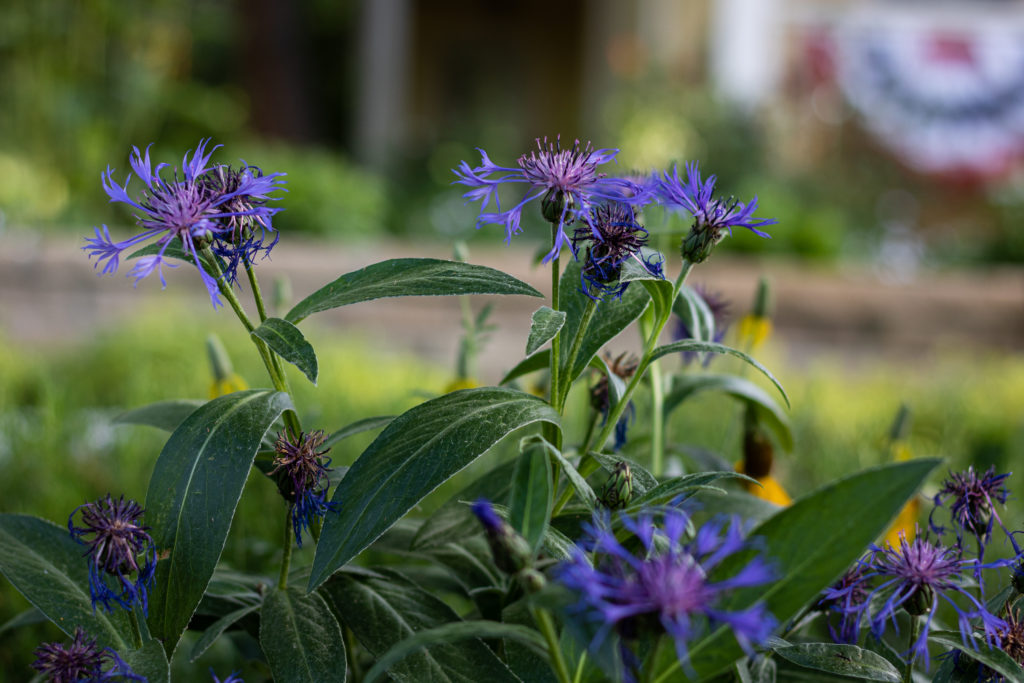 close up of purple flowers with green foliage
