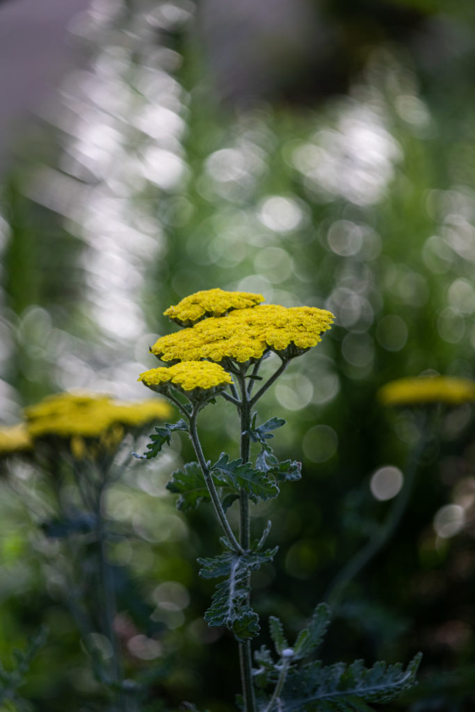 close up of yellow yarrow plant with green foliage