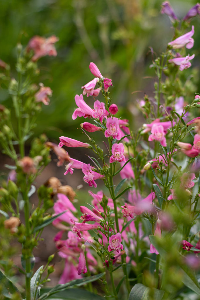 pink flowers with green foliage