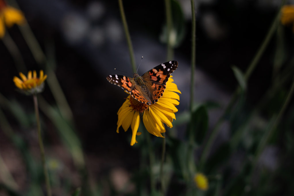 orange butterfly on yellow flower