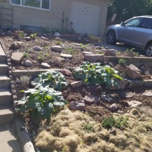 Tiered garden in front yard with plants and rocks
