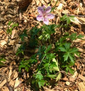 Light pink geranium with green foliage and mulch