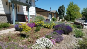 colorful xeriscaped front yard