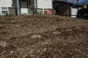 laying mulch to kill grass below in yard