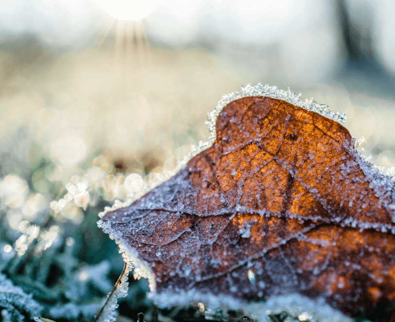 close up of orange leaf with frost on it